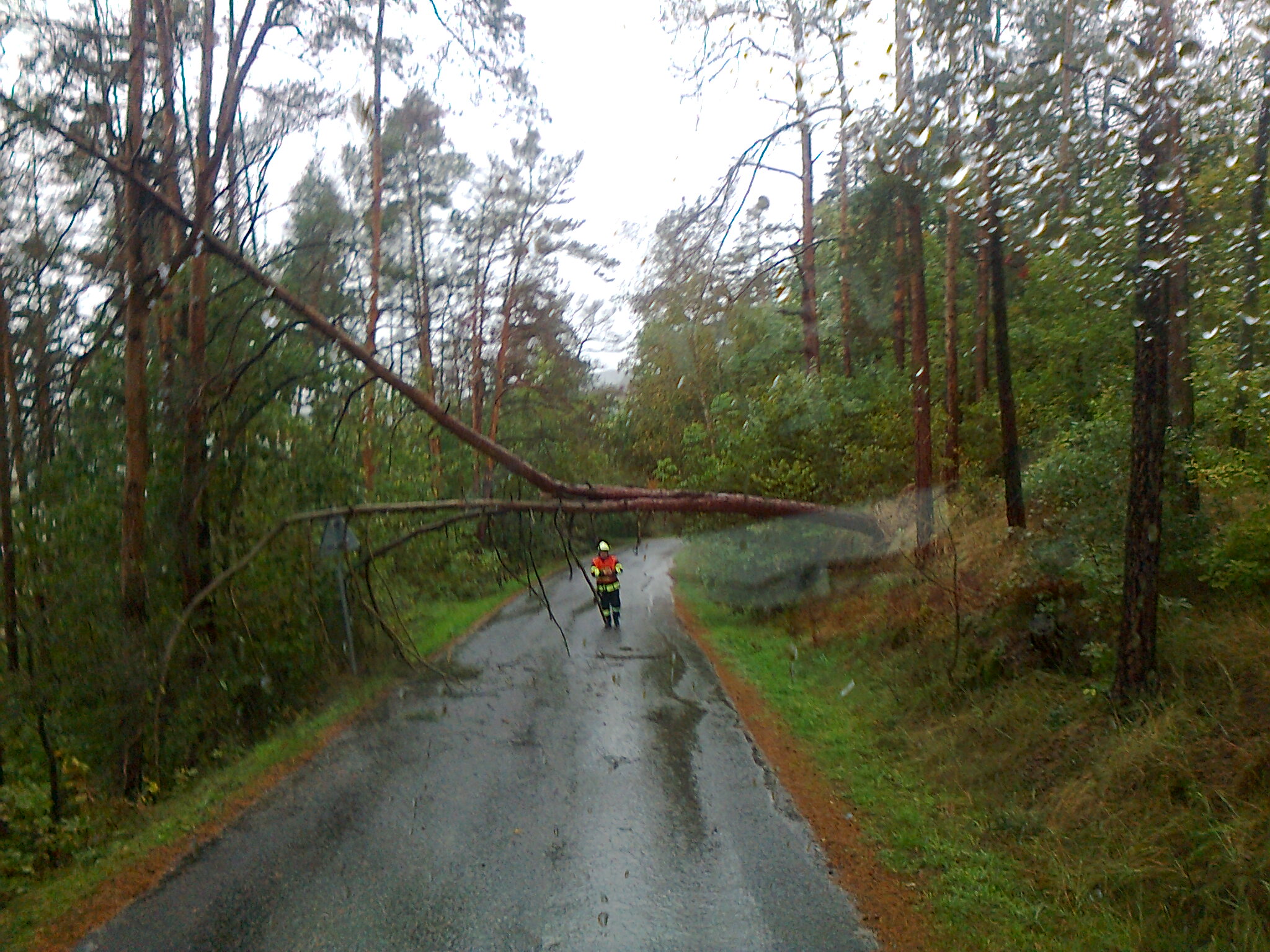 113. strom Hříměždice 14.10.20