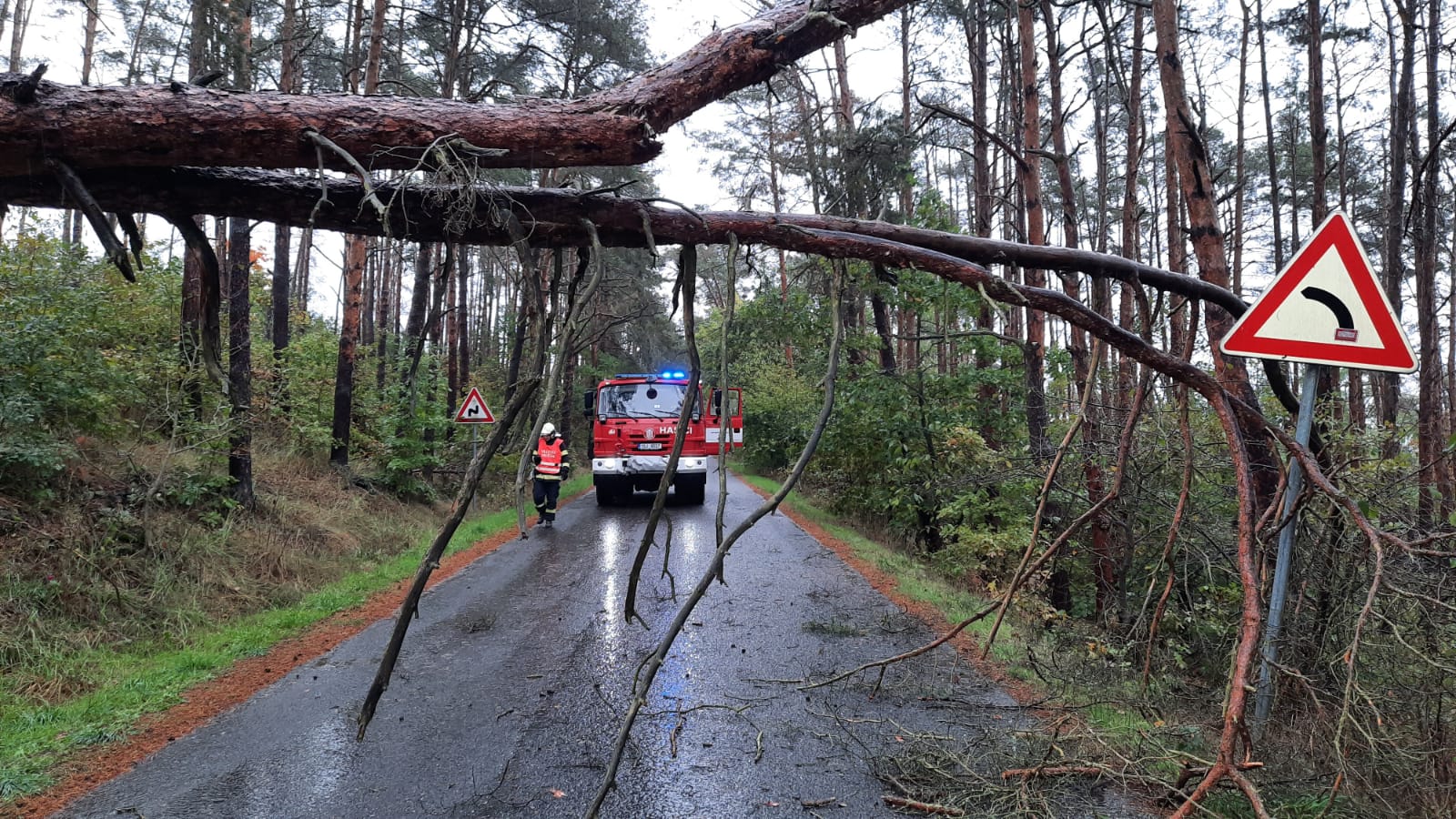 115. strom Hříměždice 14.10.20